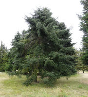 Abies pinsapo Boiss. – Photo: Andrea Moro 2008, Dryades TSB58405.jpg