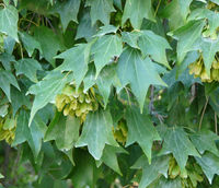 Acer buergerianum Miq. – Photo: Andrea Moro 2008, Dryades TSB59010.jpg