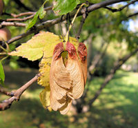 Acer ginnala Maxim. – Photo: Andrea Moro 2008, Dryades TSB59570.jpg