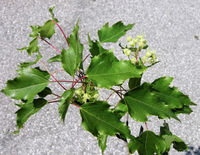 Acer ginnala Maxim. – Photo: Andrea Moro 2009, Dryades TSB64341.jpg