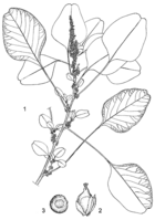 Linedrawing Amaranthus blitum.gif