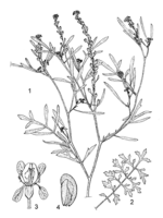 Linedrawing Lepidium sativum.gif