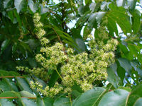 Ailanthus altissima 002.JPG