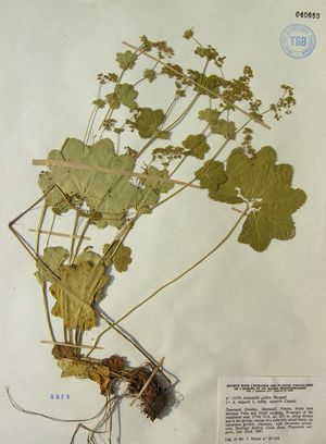 Alchemilla glabra herbarium (01).jpg