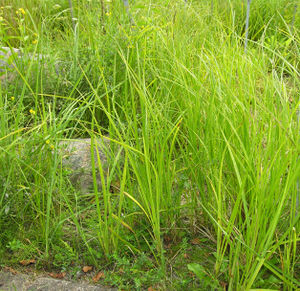 Carex acuta plant (2).jpg