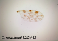 Culicoides newsteadi Parasite 2017.png