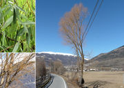 Morphological summary of Salix alba L. var. vitellina (L.) Ser. (photos Andrea Moro, Magnus Manske)