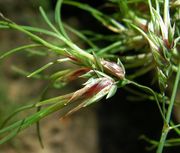 Poa bulbosa L. subsp. bulbosa