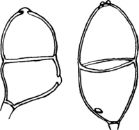 Gymnoconia interstitialis (Schlecht.) Lagerh. Abb0181b (Gäumann 1959, Rostpilze Mitteleuropas).png