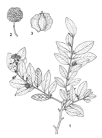 Linedrawing Anogeissus leiocarpa.gif