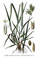 367 Phleum pratense L.jpg