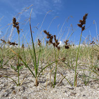 BEQ PD Carex arenaria.jpg