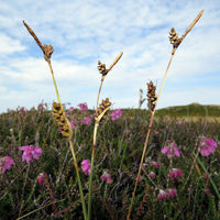 BEQ PD Carex panicea.jpg