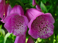 Digitalis purpurea 003.JPG