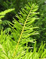 Abies grandis (Douglas ex D. Don) Lindl. – Photo: Andrea Moro 2007, Dryades TSB45556.jpg