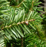 Abies recurvata Mast. – Photo: Andrea Moro 2008, Dryades TSB58418.jpg