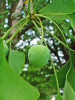 Ginkgo biloba 009.JPG