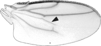 Ppullula-wing-gray indicated.svg