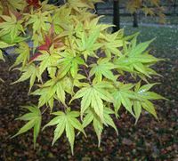 Acer japonicum Thunb. – Photo: Andrea Moro 2005, Dryades TSB31317.jpg