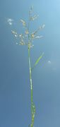 Spike of Deschampsia cespitosa (L.) P. Beauv. subsp. cespitosa (photo Andrea Moro 2006)