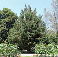 Abies cilicica (Antoine & Kotschy) Carrière – Photo: Andrea Moro 2008, Dryades TSB56817.jpg