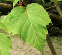 Acer rufinerve Siebold & Zucc. – Photo: Andrea Moro 2008, Dryades TSB58430.jpg