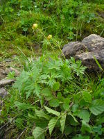 Trollius europaeus JuliaKruse.jpg