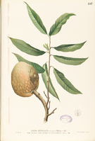 Annona reticulata Blanco1.197-original.png