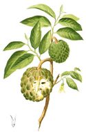 Annona squamosa Blanco1.192-cropped.jpg