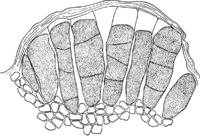 Coleosporium melampyri Tul. Abb0098 (Gäumann 1959, Rostpilze Mitteleuropas).png