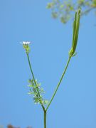 Scandix pecten-veneris subsp. pecten-veneris