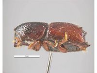 Ips acuminatus PaDIL135619a.jpg