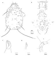 Amblyseius largoensis Acarologia 2020.jpg