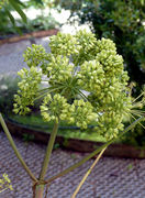 Fruits of Angelica archangelica L. subsp. archangelica (photo Andrea Moro 2015)