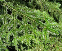 Abies nordmanniana (Steven) Spach – Photo: Andrea Moro 2008, Dryades TSB56507.jpg