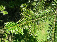 Abies numidica de Lannoy ex Carrière – Photo: Andrea Moro 2008, Dryades TSB56581.jpg