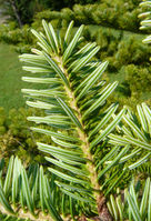 Abies firma Siebold & Zucc. – Photo: Andrea Moro 2008, Dryades TSB57034.jpg