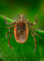 Ixodes pacificus.png