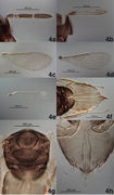 Journal of hymenoptera research-54-e10457-g004.jpg