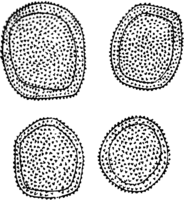 Melampsora galanthi-fragilis Kleb. Abb0138 (Gäumann 1959, Rostpilze Mitteleuropas).png
