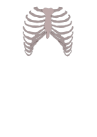 Rib cage anterior.svg