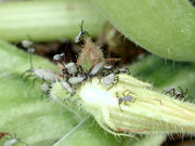 Squash bug nymph 1736.JPG