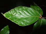 Pflanzengalle Acalitus stenaspis auf Fagus sylvatica (Blattoberseite)