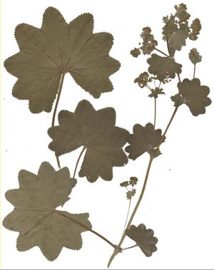 Alchemilla xanthochlora Herbar.jpg