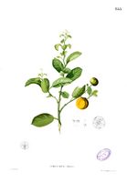 Citrus madurensis Blanco1.185.jpg