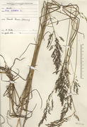 Herbarium sheet of Poa trivialis subsp. trivialis L.