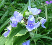 Tradescantia virginiana L.