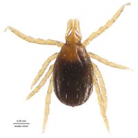 Ixodes minor DigCommons.jpg