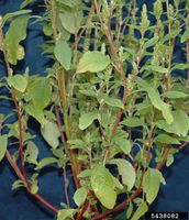 Amaranthus powellii IPM5438082.jpg