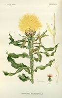 Centaurea macrocephala - 001x.jpg